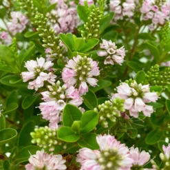 Hebe 'All Blooms®' Rosa, Topf-Ø 17 Cm 15 Hebe 'All Blooms®' Rosa, Topf-Ø 17 Cm -Angebote Gruen Trieb Store 0690190104 Hebe All Blooms T17 rosa 4 114154