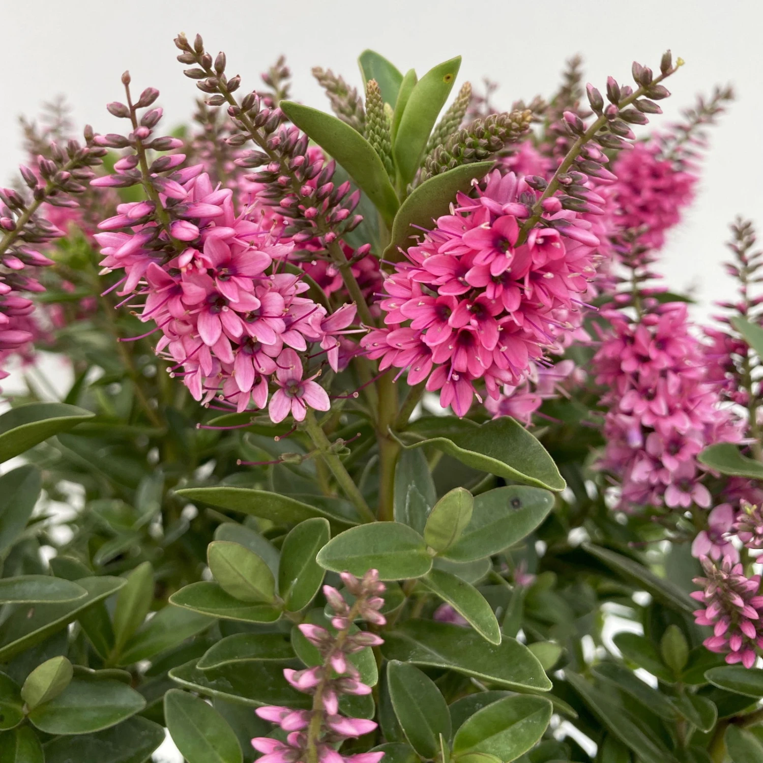 Hebe 'All Blooms®' Rosa, Topf-Ø 17 Cm 4 Hebe 'All Blooms®' Rosa, Topf-Ø 17 Cm – Bild 4