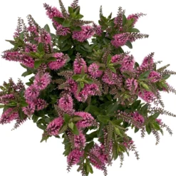 Hebe 'All Blooms®' Rosa, Topf-Ø 17 Cm 11 Hebe 'All Blooms®' Rosa, Topf-Ø 17 Cm -Angebote Gruen Trieb Store 0690190104 Koelle Hebe All Blooms T17 rosa 6 112515