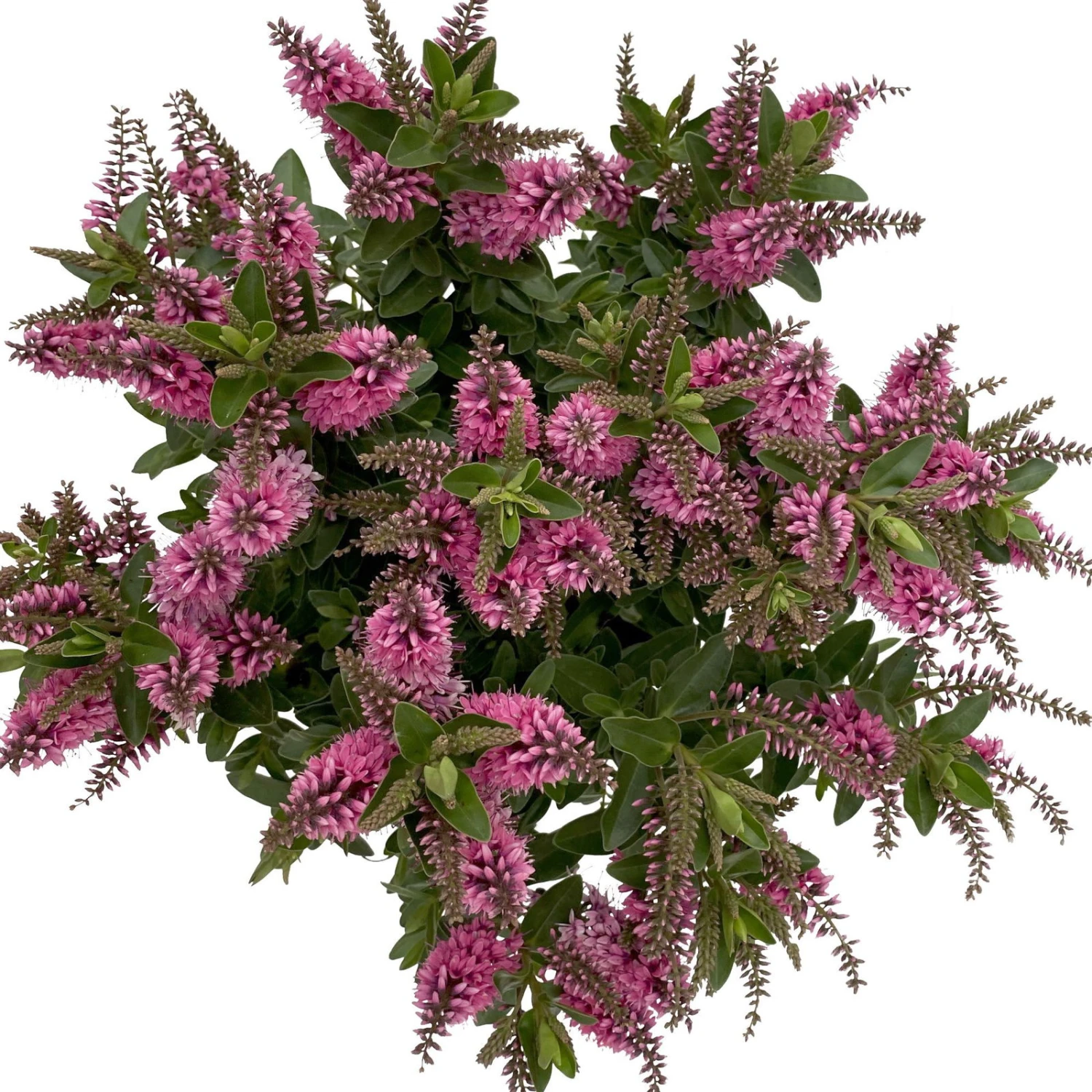 Hebe 'All Blooms®' Rosa, Topf-Ø 17 Cm 3 Hebe 'All Blooms®' Rosa, Topf-Ø 17 Cm – Bild 3