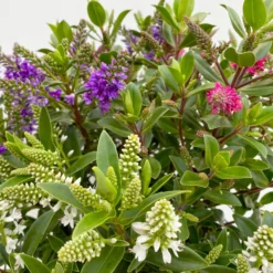 Hebe 'All Blooms®' Trio Rot-weiß-blau, Topf 17 Cm Ø -Angebote Gruen Trieb Store 0690190153 Hebe All Blooms Trio T17 3 Farben pro Topf 10 114004