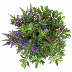 Hebe 'All Blooms®' Trio Rot-weiß-blau, Topf 17 Cm Ø -Angebote Gruen Trieb Store 0690190153 Hebe All Blooms Trio T17 3 Farben pro Topf 11 114135