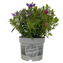 Angebote Gruen Trieb Store 24 Hebe 'All Blooms®' Trio Rot-weiß-blau, Topf 17 Cm Ø