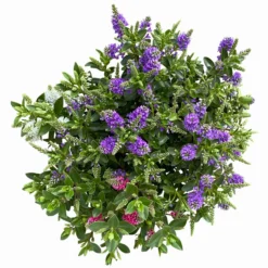 Hebe 'All Blooms®' Trio Rot-weiß-blau, Topf 17 Cm Ø -Angebote Gruen Trieb Store 0690190153 Hebe All Blooms Trio T17 3 Farben pro Topf 4 114134