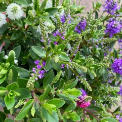 Hebe 'All Blooms®' Trio Rot-weiß-blau, Topf 17 Cm Ø -Angebote Gruen Trieb Store 0690190153 Hebe All Blooms Trio T17 3 Farben pro Topf 5 114005