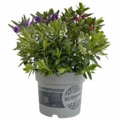Hebe 'All Blooms®' Trio Rot-weiß-blau, Topf 17 Cm Ø -Angebote Gruen Trieb Store 0690190153 Hebe All Blooms Trio T17 3 Farben pro Topf 7 114133