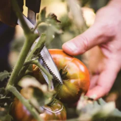 Gemüseschere Solid™ SP240, Schwarz/orange, Ca. 20 X 2 X 9 Cm -Angebote Gruen Trieb Store 0920300733 solid gemuese schere sp240 5 1 118064