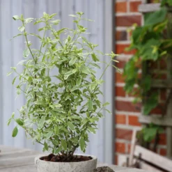 Bio Pfirsichsalbei, Topf-Ø 12 Cm, 3er-Set -Angebote Gruen Trieb Store 1610200316 Blu Bio Pfirsichsalbei T12 3er Set Salvia greggii variegata 4 109602