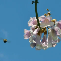 Bio Blauglockenbaum, Co2-Klimabaum 'NordMax21‘ ®, Topf-Ø 15 Cm -Angebote Gruen Trieb Store 1615100163 Blu Klimabaum 10 121713