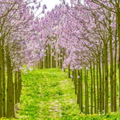 Bio Blauglockenbaum, Co2-Klimabaum 'NordMax21‘ ®, Topf-Ø 15 Cm -Angebote Gruen Trieb Store 1615100163 Blu Klimabaum 11 121714