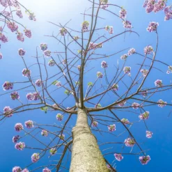 Bio Blauglockenbaum, Co2-Klimabaum 'NordMax21‘ ®, Topf-Ø 15 Cm -Angebote Gruen Trieb Store 1615100163 Blu Klimabaum 12 121715