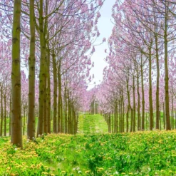 Bio Blauglockenbaum, Co2-Klimabaum 'NordMax21‘ ®, Topf-Ø 15 Cm -Angebote Gruen Trieb Store 1615100163 Blu Klimabaum 13 121722