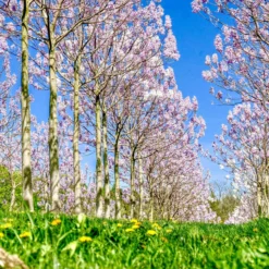 Bio Blauglockenbaum, Co2-Klimabaum 'NordMax21‘ ®, Topf-Ø 15 Cm -Angebote Gruen Trieb Store 1615100163 Blu Klimabaum 14 121721