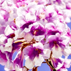 Bio Blauglockenbaum, Co2-Klimabaum 'NordMax21‘ ®, Topf-Ø 15 Cm -Angebote Gruen Trieb Store 1615100163 Blu Klimabaum 15 121710