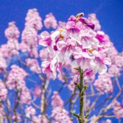 Bio Blauglockenbaum, Co2-Klimabaum 'NordMax21‘ ®, Topf-Ø 15 Cm -Angebote Gruen Trieb Store 1615100163 Blu Klimabaum 16 121712