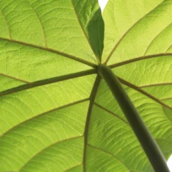 Bio Blauglockenbaum, Co2-Klimabaum 'NordMax21‘ ®, Topf-Ø 15 Cm -Angebote Gruen Trieb Store 1615100163 Blu Klimabaum 17 121711