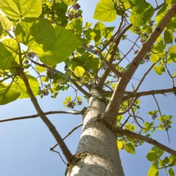 Bio Blauglockenbaum, Co2-Klimabaum 'NordMax21‘ ®, Topf-Ø 15 Cm