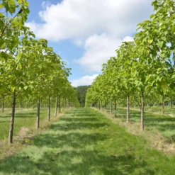 Bio Blauglockenbaum, Co2-Klimabaum 'NordMax21‘ ®, Topf-Ø 15 Cm -Angebote Gruen Trieb Store 1615100163 Blu Klimabaum 3 121719