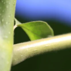 Bio Blauglockenbaum, Co2-Klimabaum 'NordMax21‘ ®, Topf-Ø 15 Cm -Angebote Gruen Trieb Store 1615100163 Blu Klimabaum 6 121716