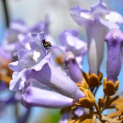 Bio Blauglockenbaum, Co2-Klimabaum 'NordMax21‘ ®, Topf-Ø 15 Cm -Angebote Gruen Trieb Store 1615100163 Blu Klimabaum 7 121723