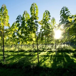 Bio Blauglockenbaum, Co2-Klimabaum 'NordMax21‘ ®, Topf-Ø 15 Cm -Angebote Gruen Trieb Store 1615100163 Blu Klimabaum 8 121708