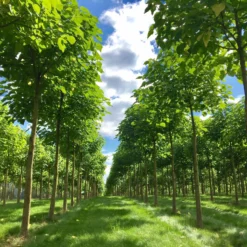 Bio Blauglockenbaum, Co2-Klimabaum 'NordMax21‘ ®, Topf-Ø 15 Cm -Angebote Gruen Trieb Store 1615100163 Blu Klimabaum 9 121709