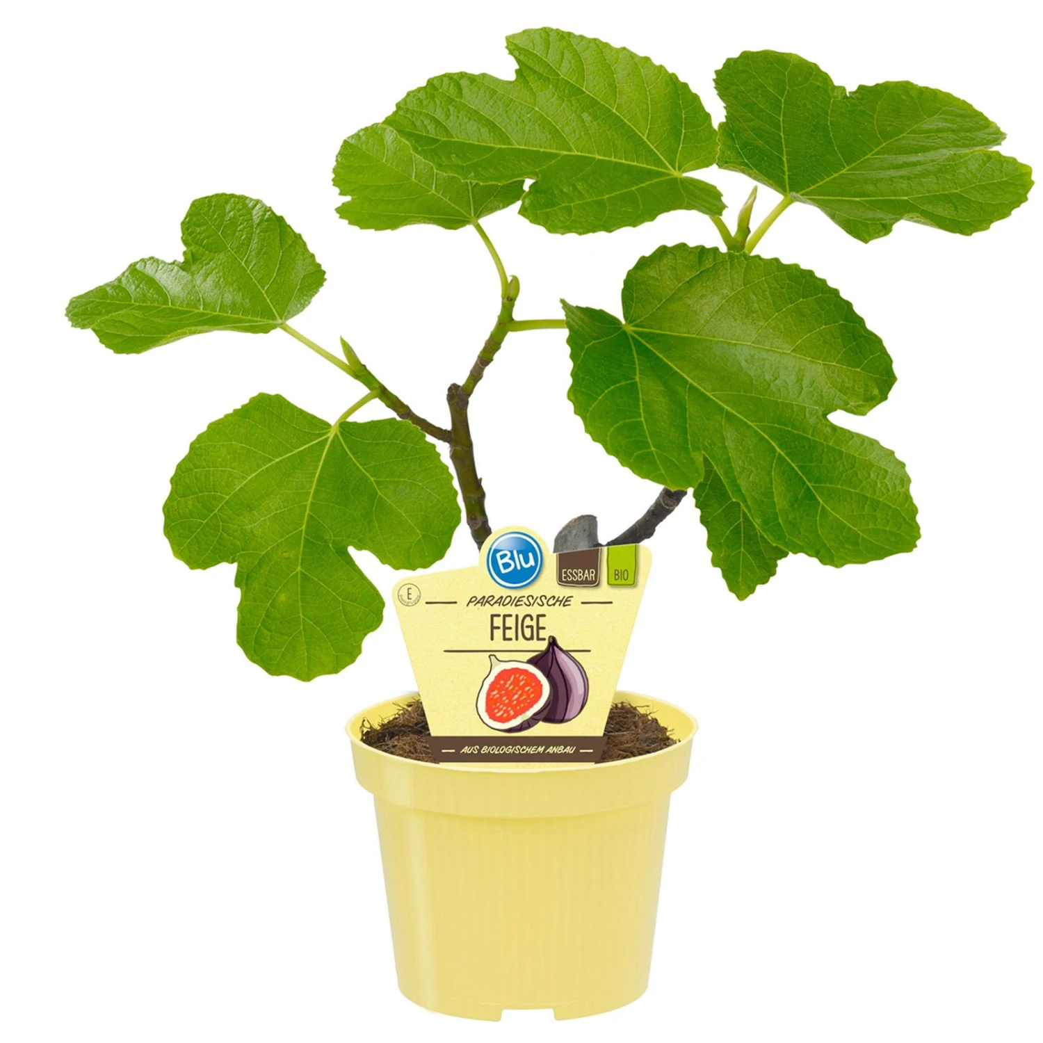 Bio Feigenbaum, Topf-Ø 12 Cm, 2er-Set 1 Bio Feigenbaum, Topf-Ø 12 Cm, 2er-Set