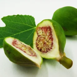 Bio Feigenbaum, Topf-Ø 12 Cm, 2er-Set 8 Bio Feigenbaum, Topf-Ø 12 Cm, 2er-Set -Angebote Gruen Trieb Store 1620330086 Blu Bio Feige 2er Set 4 109477