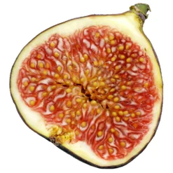 Bio Feigenbaum, Topf-Ø 12 Cm, 2er-Set 9 Bio Feigenbaum, Topf-Ø 12 Cm, 2er-Set -Angebote Gruen Trieb Store 1620330086 Blu Bio Feige 2er Set 6 109478