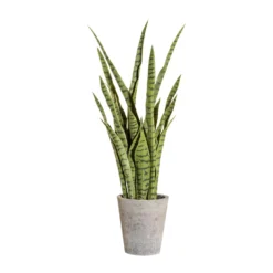 Sanseverie, Langlebig, Einzigartiger Hingucker, Robust