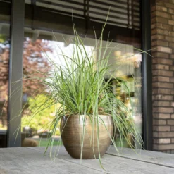 Pflanzgefäß 'Rowen', Gold, Ø 19 X H 13 Cm -Angebote Gruen Trieb Store 3210801608 Pflanzgefaess Rowen gold 1 114972