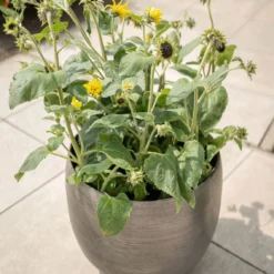 Pflanzgefäß 'Rowen', Silber, Ø 42 X H 41 Cm 14 Pflanzgefäß 'Rowen', Silber, Ø 42 X H 41 Cm -Angebote Gruen Trieb Store 3210801625 3210801626 3210801627 3210801628 Pflanzgefaess Rowen silber 6 115002