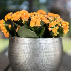 Pflanzgefäß 'Rowen', Silber, Ø 31 X H 28 Cm -Angebote Gruen Trieb Store 3210801625 Pflanzgefaess Rowen silber D 31 x H 28 cm 4 115008