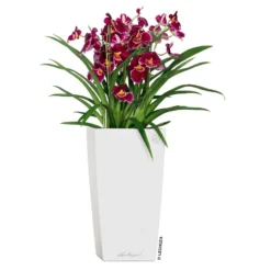 LECHUZA Cubico Premium, All-in-One-Set, Weiß Hochglanz, 22x22, H:41 Cm 6 LECHUZA Cubico Premium, All-in-One-Set, Weiß Hochglanz, 22x22, H:41 Cm -Angebote Gruen Trieb Store 3325100114 CubicoPremium22 weiss All in One Set 22x22x41cm RGB 2 7572