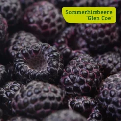 Himbeer-Set 'Dunkle Früchtchen', 4er-Set, Topf Je 2 Liter 8 Himbeer-Set 'Dunkle Früchtchen', 4er-Set, Topf Je 2 Liter -Angebote Gruen Trieb Store sommerhimbeere glen coe 78199