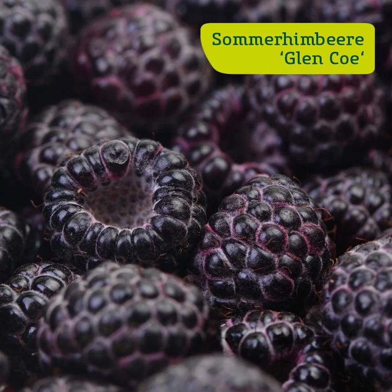 Himbeer-Set 'Dunkle Früchtchen', 4er-Set, Topf Je 2 Liter 3 Himbeer-Set 'Dunkle Früchtchen', 4er-Set, Topf Je 2 Liter – Bild 3